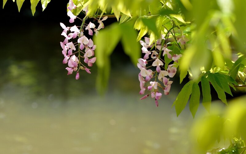 wisteria blossoms by the water