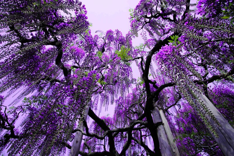 Wisteria Blossoms Hanging — Purple, Serene