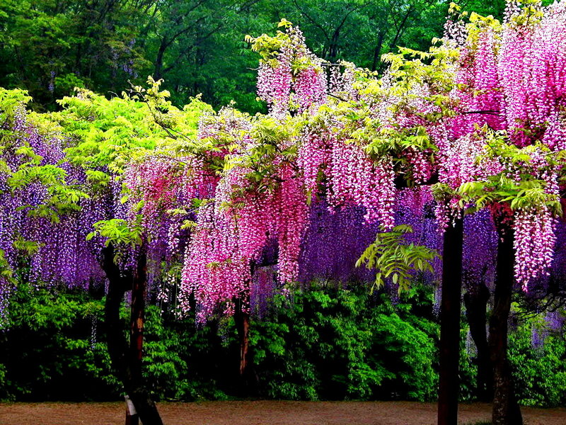 Wisteria Blossoms Hanging — Purple
