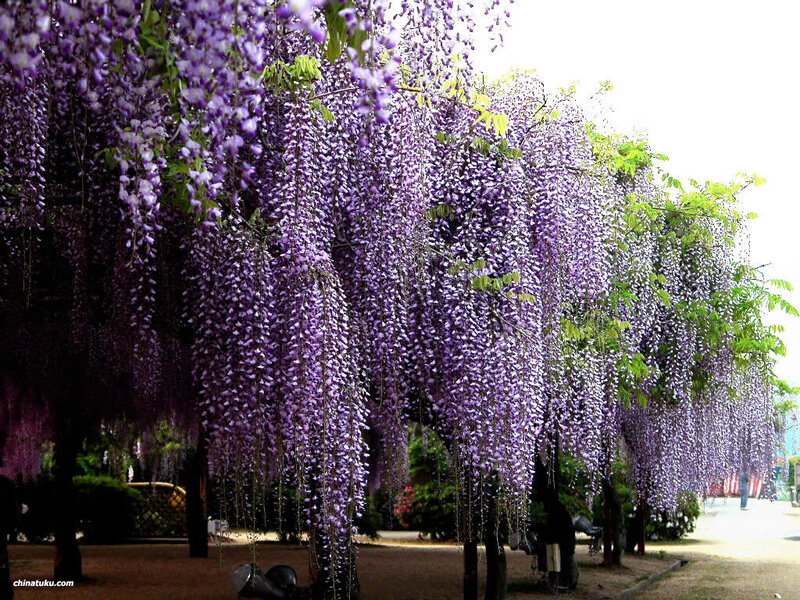 Wisteria Blossoms Hanging