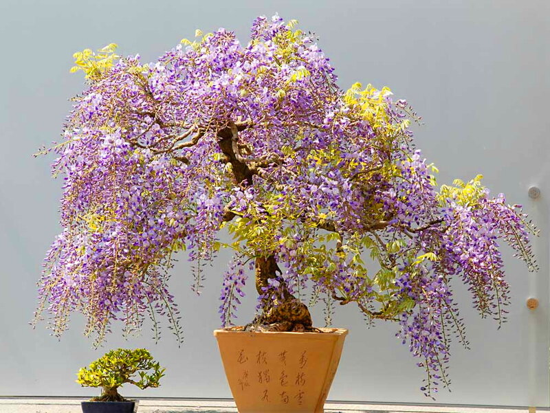 Wisteria Bonsai Tree — Purple