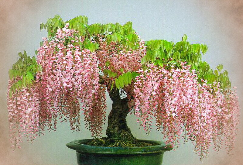 Wisteria Bonsai Tree