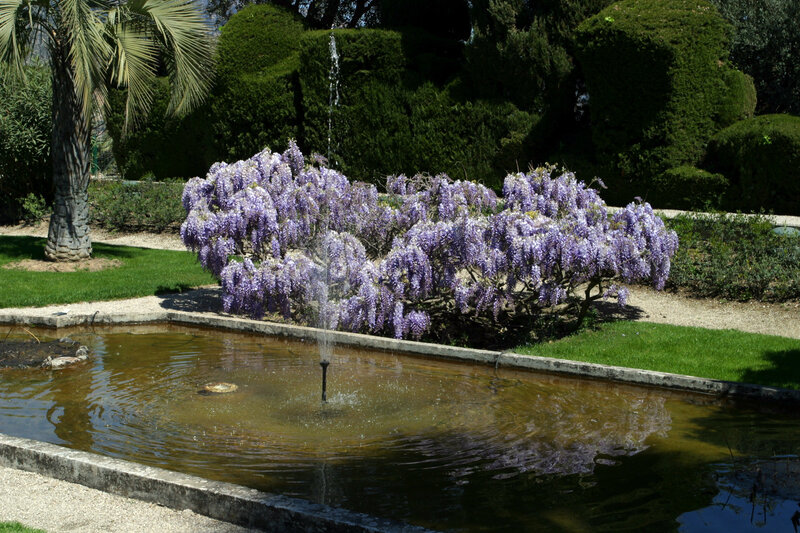 Wisteria by a garden pond