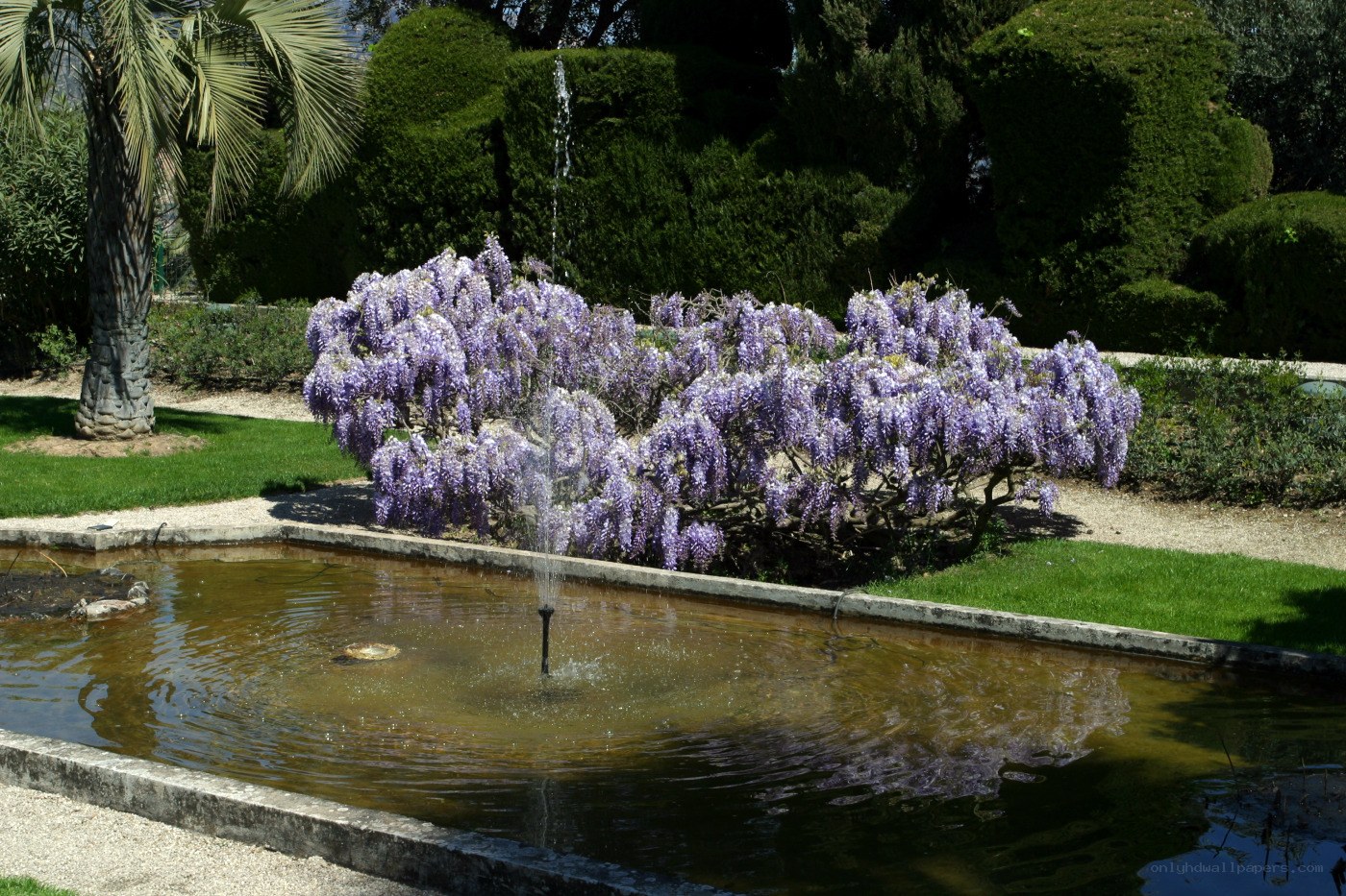 Wisteria by a garden pond