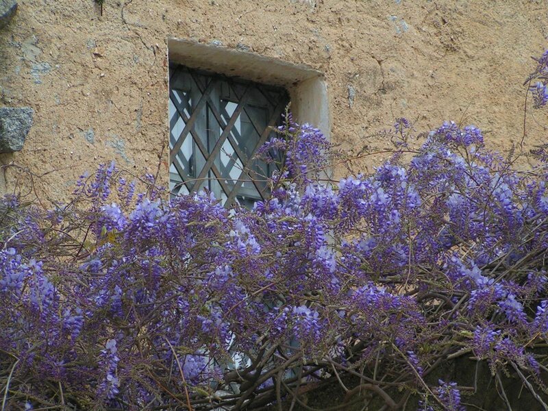 Wisteria by a rustic window