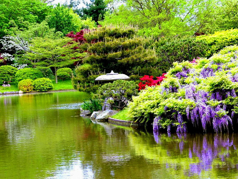 Wisteria by Pond