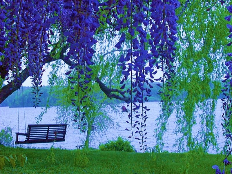 Wisteria by the lake