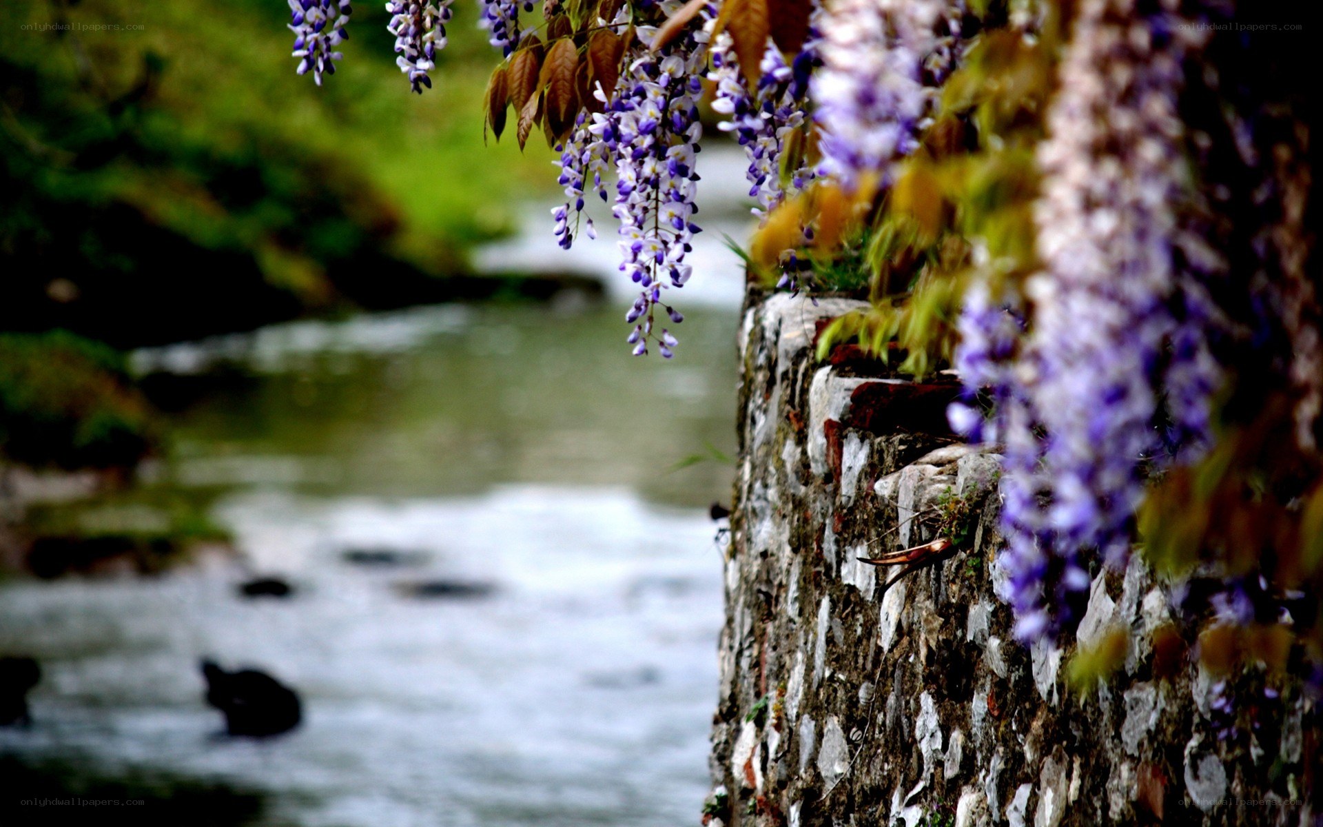Wisteria by the river