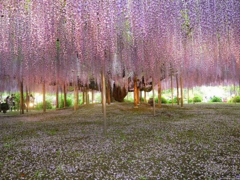 Wisteria Canopy — Purple