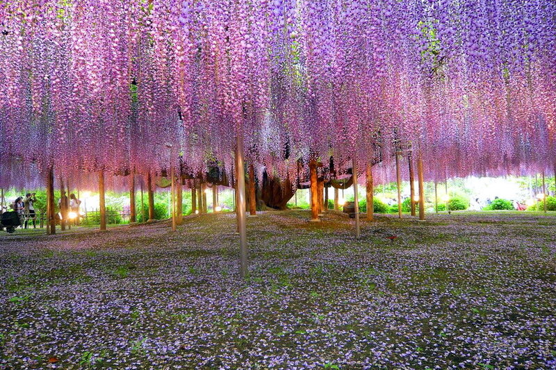 Wisteria Canopy