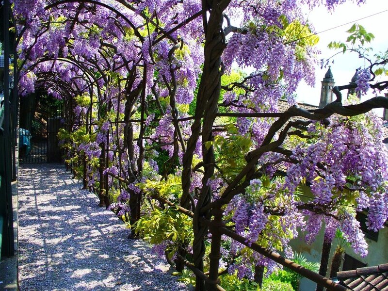 Wisteria-covered Arbor — Purple, Serene, Spring, Photograph, Gravel Path