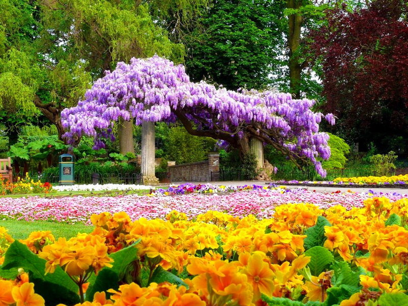 Wisteria-covered Arbor — Purple, Serene, Spring, Photograph