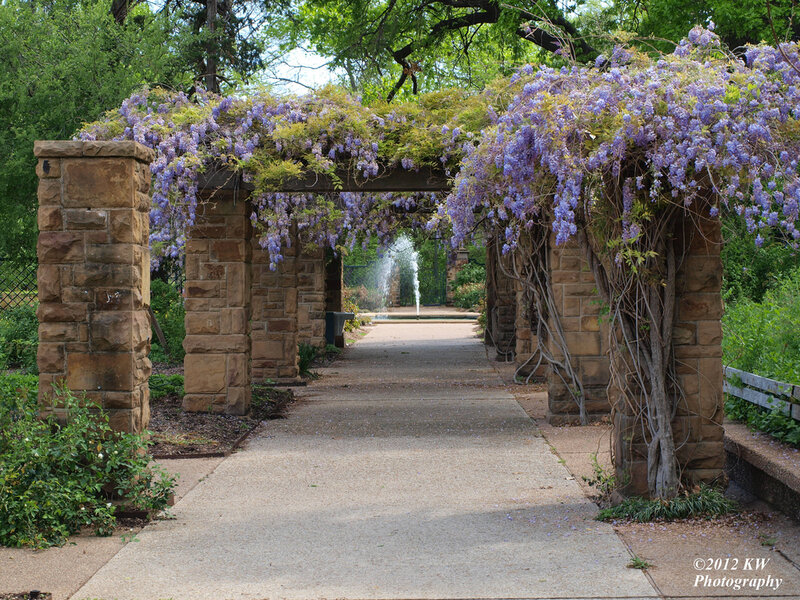 Wisteria-covered Arbor — Purple, Serene, Spring