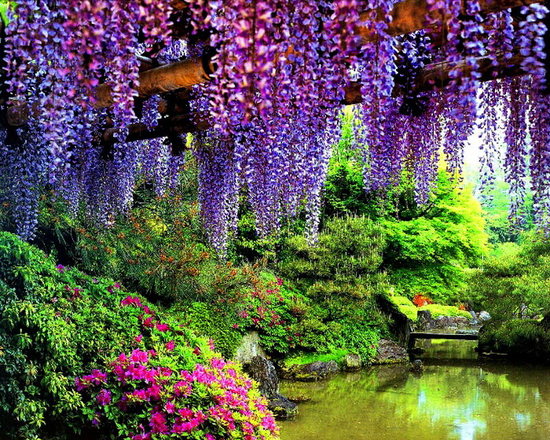 Wisteria-covered Arbor — Purple, Serene