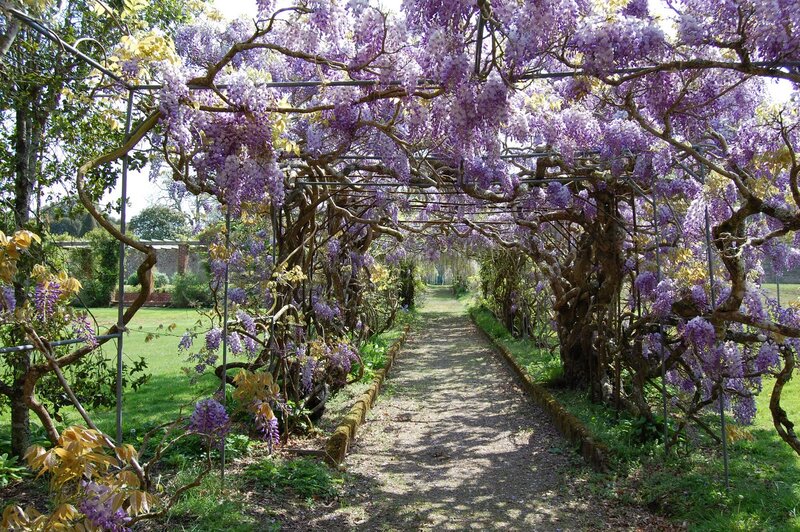 Wisteria-covered Arbor — Purple