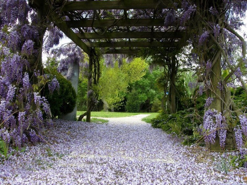 Wisteria-covered Arbor