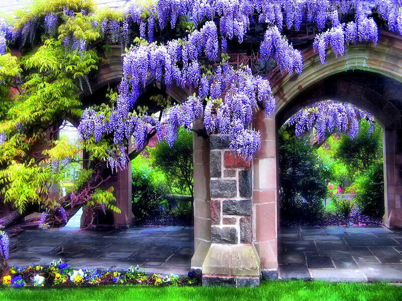 Wisteria-covered Archway