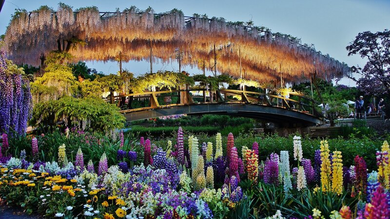 Wisteria-covered Bridge — Purple