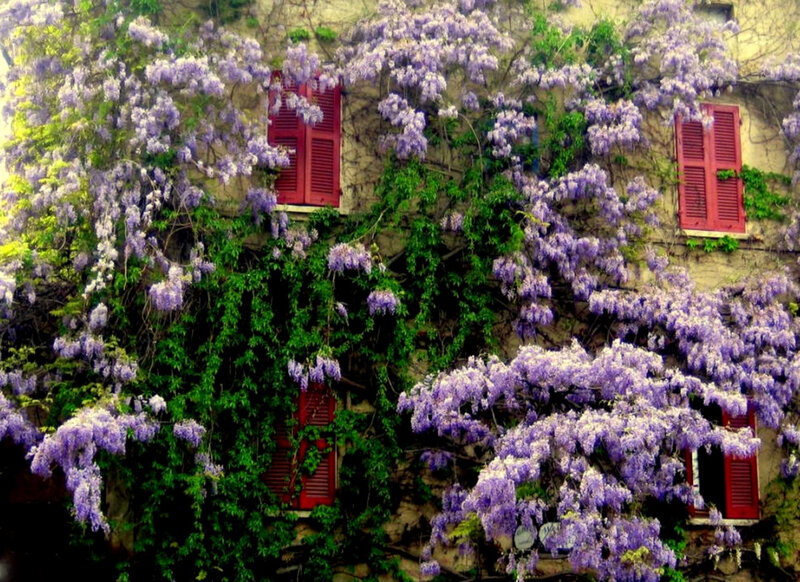 Wisteria-covered building facade