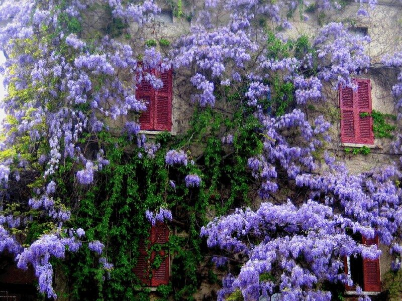 Wisteria-covered Building