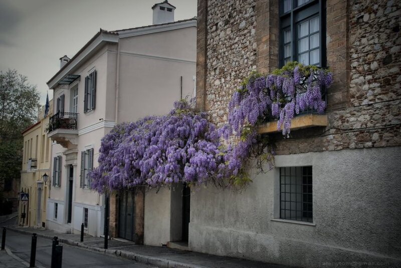wisteria-covered buildings in a narrow street