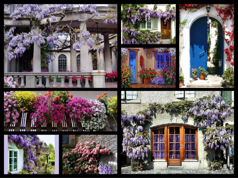 Wisteria-covered Buildings