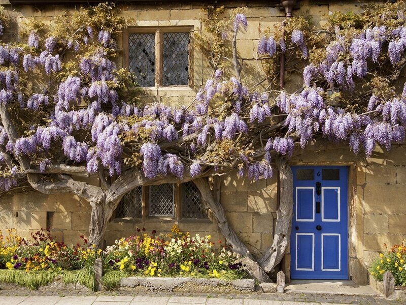 Wisteria-covered Cottage — Purple, Serene, Spring