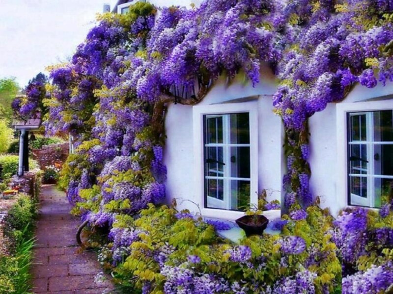 Wisteria-covered Cottage — Purple, Serene