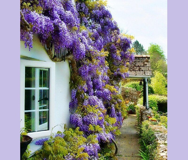 Wisteria-covered Cottage — Purple