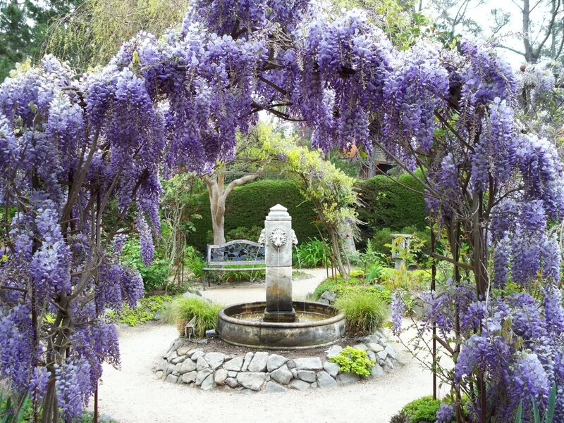 Wisteria-covered Fountain