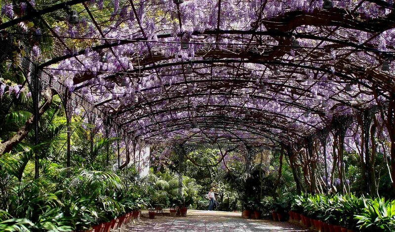 Wisteria-covered garden archway