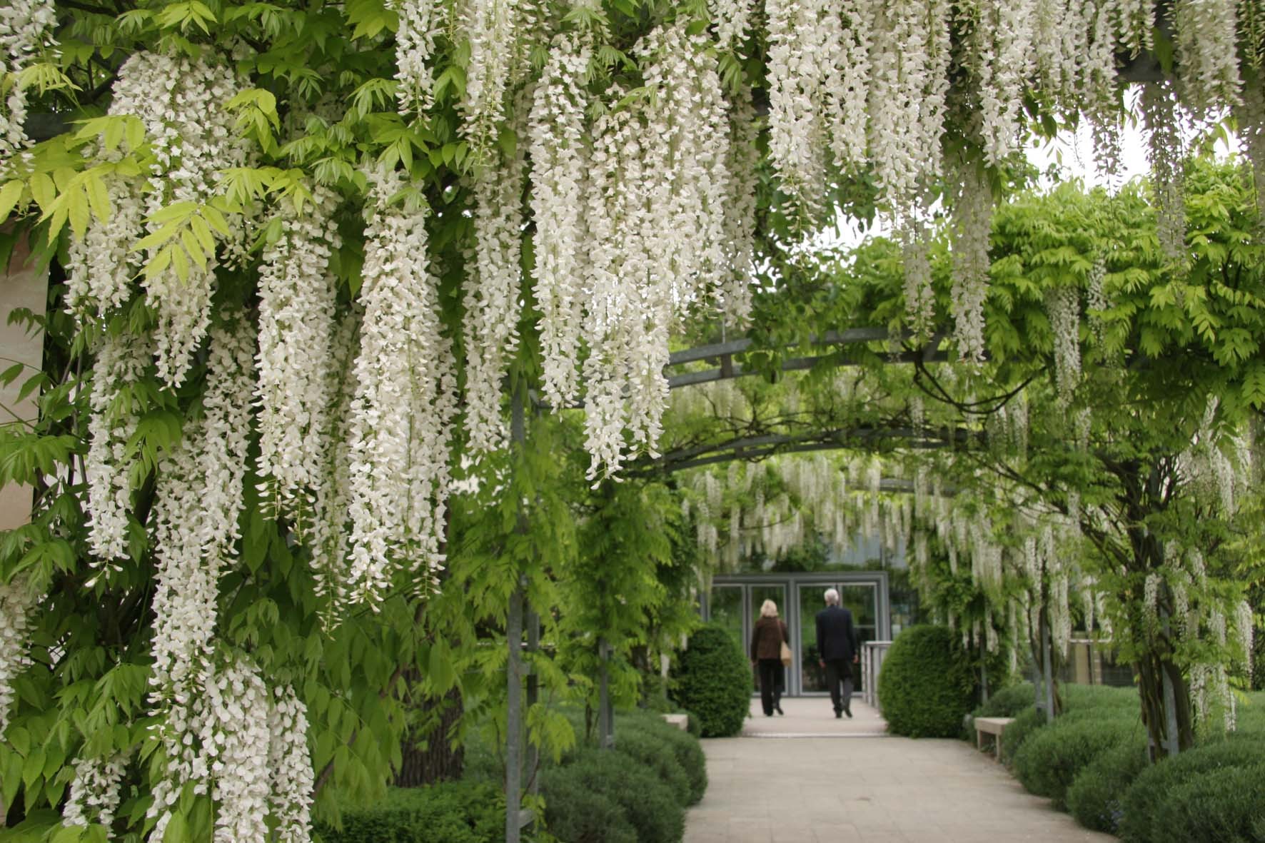 wisteria-covered garden path