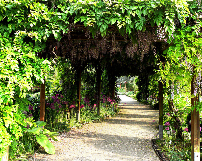 Wisteria-covered Garden Path — Green