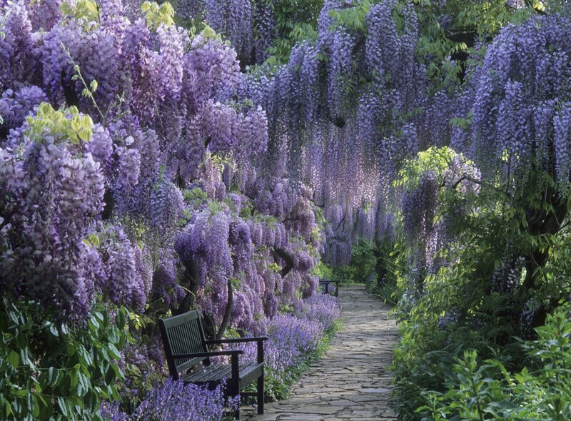 Wisteria-covered Garden Path — Purple, Serene, Afternoon