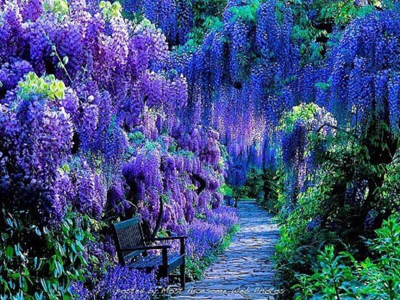 Wisteria-covered Garden Path — Purple, Serene, Spring