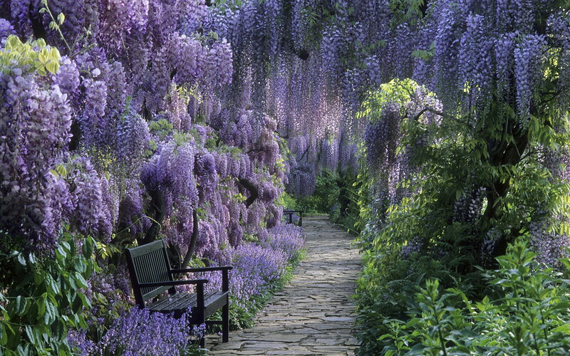 Wisteria-covered Garden Path — Purple, Serene