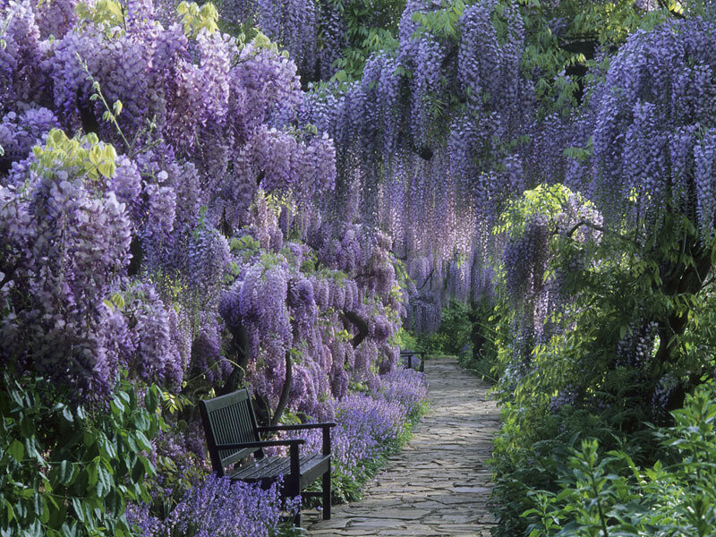 Wisteria-covered Garden Path — Purple