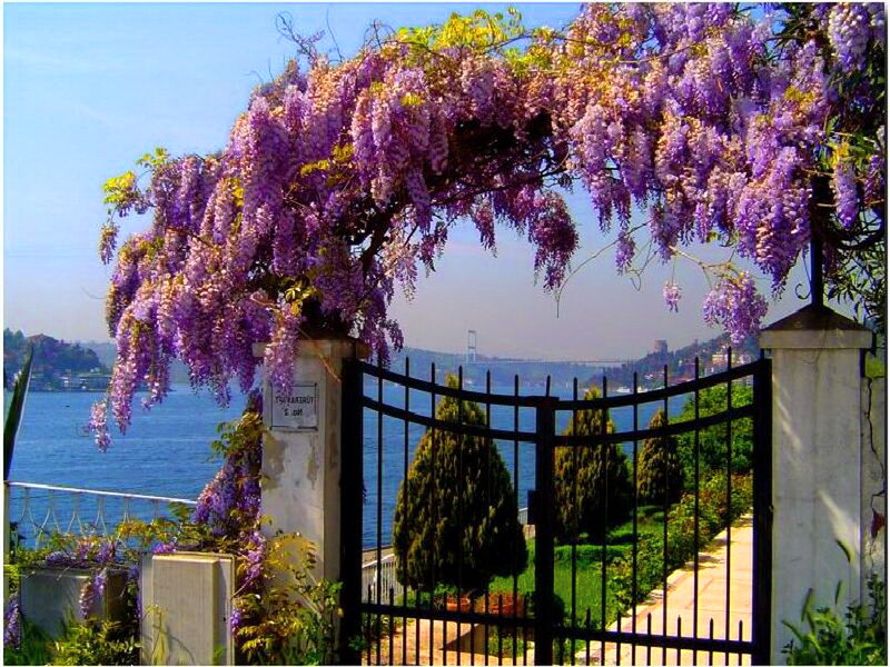 Wisteria-covered Gate