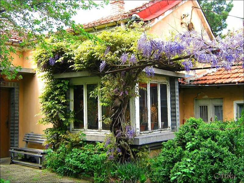 Wisteria-covered House — Green