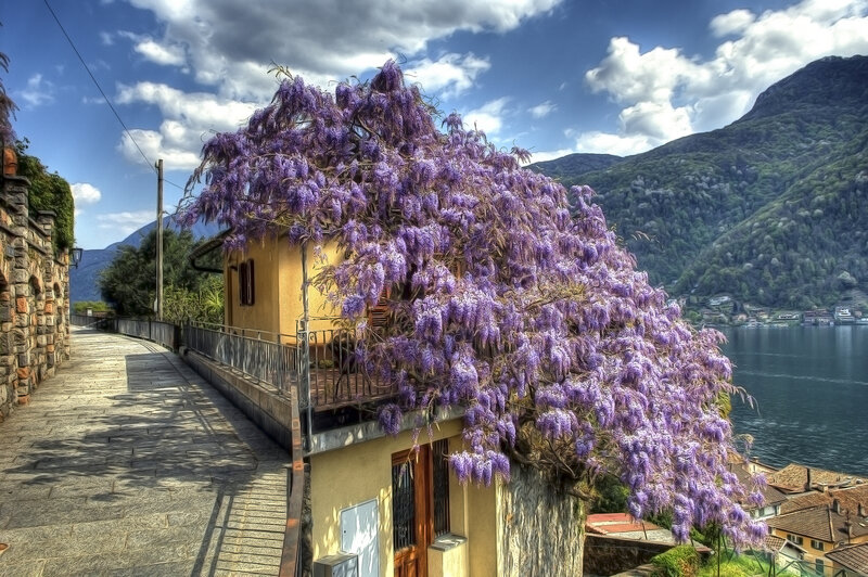 Wisteria-covered House — Purple, Serene