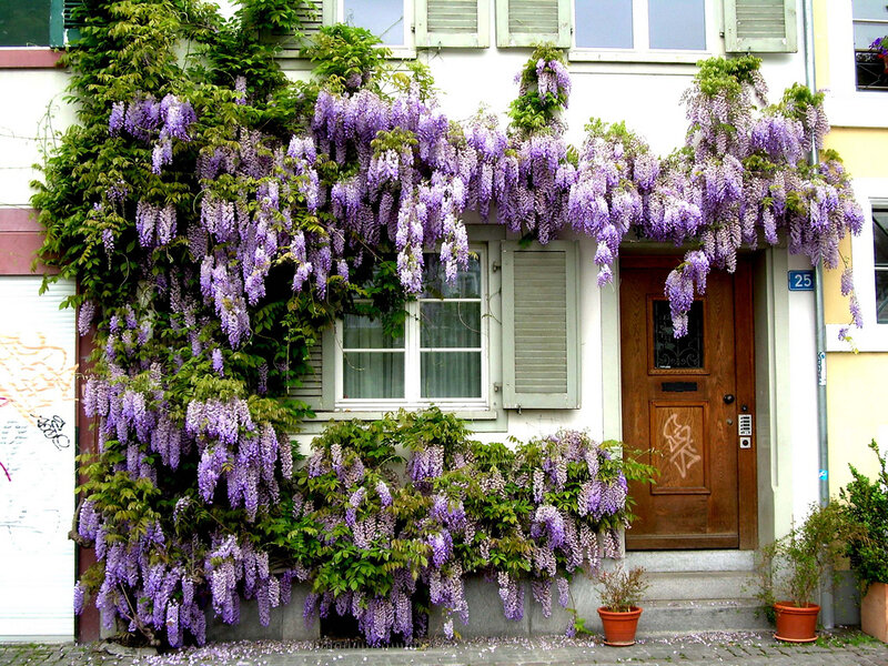 Wisteria-covered House — Purple
