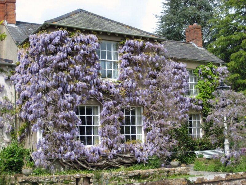 Wisteria-covered House