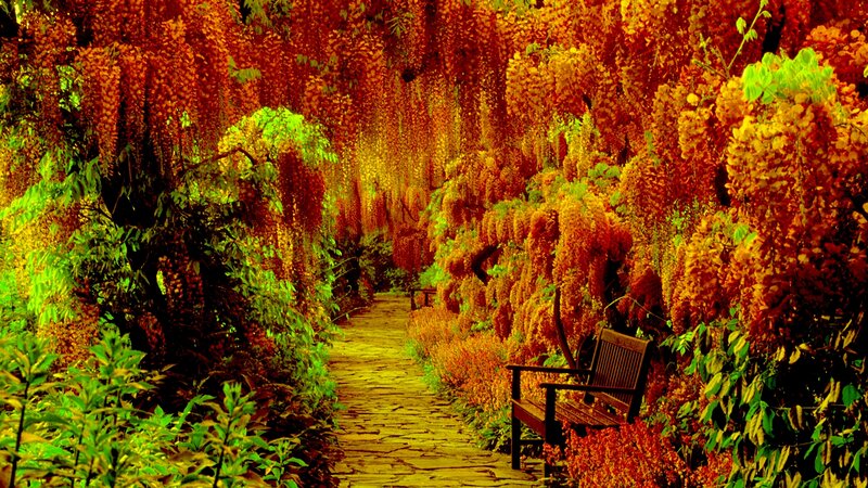 Wisteria-covered Path