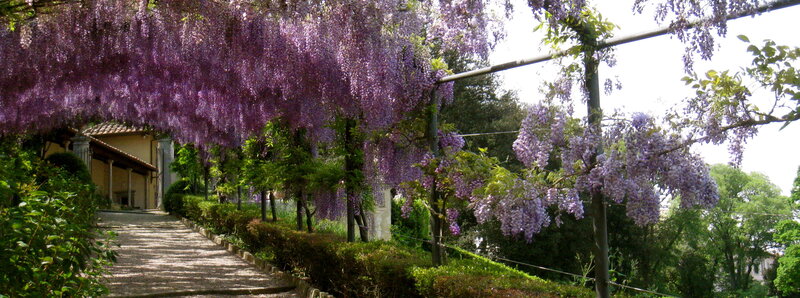 Wisteria-covered Pathway — Purple