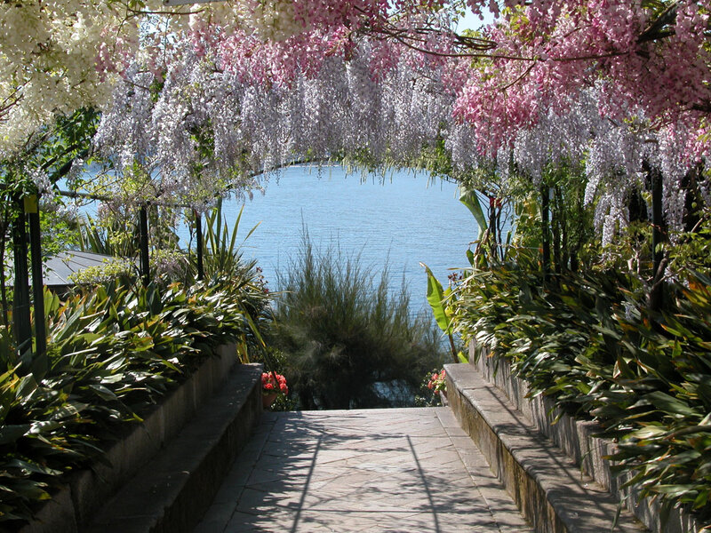 Wisteria-covered Pathway