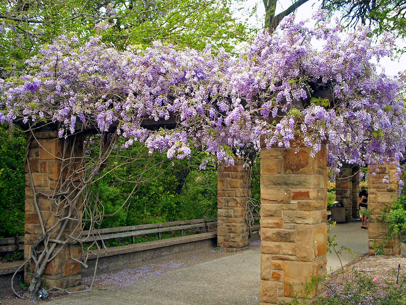Wisteria-covered Pergola — Purple, Serene