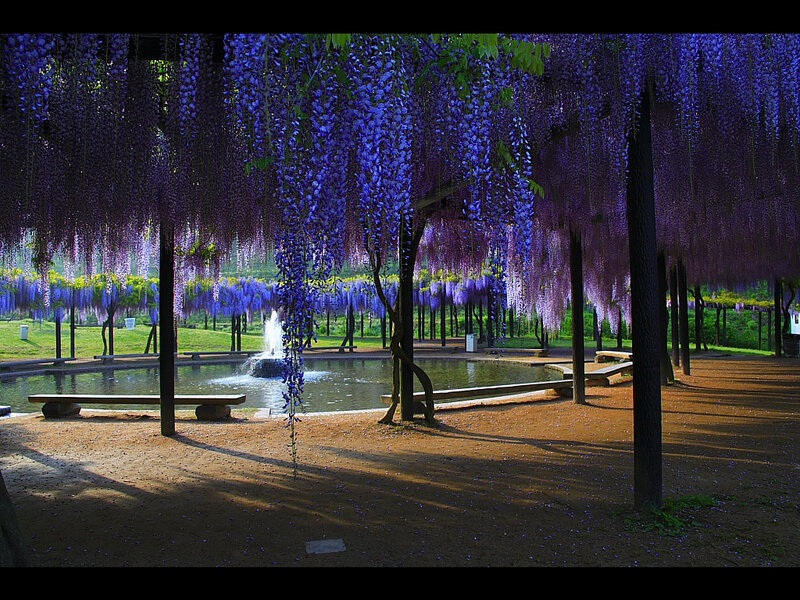 Wisteria-covered Pergola — Purple