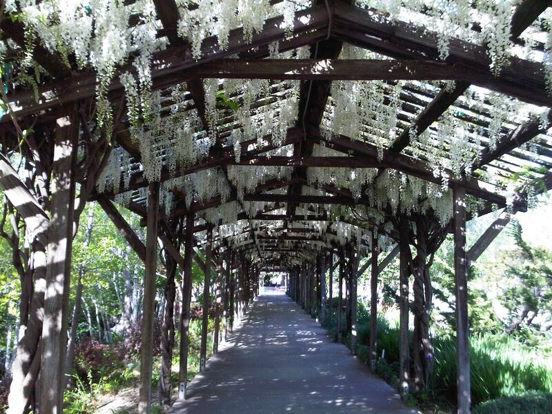 Wisteria-covered Pergola — White