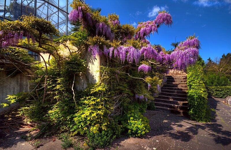 Wisteria-covered Staircase