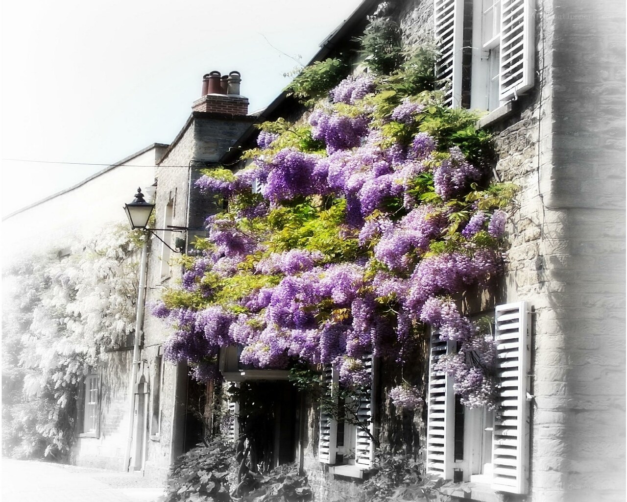 Wisteria-covered stone building